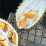 Apakah Orang Diabetes Boleh Makan Durian?