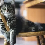 Anabul Kucing dan Anjing Kesayangan Juga Bisa Kena Diabetes