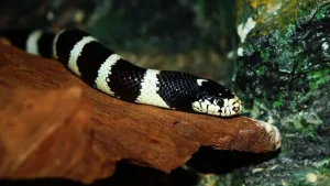 Gigitan